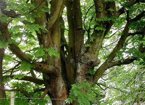 Horse Chestnut Tree Pictures, Facts on the Horse Chestnut Tree Species