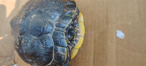 turtle health advice : r/turtle