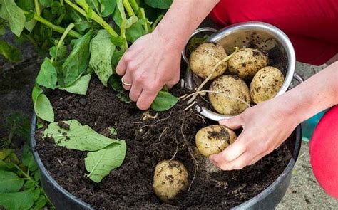 How To Grow Potatoes In A Container 101 Ways To Survive