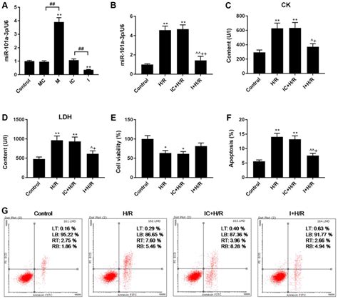 The Inhibition Of Mir A P Alleviates H R Injury In H C Cells By