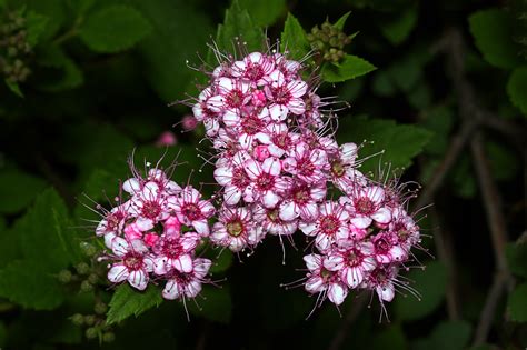 Oregano Blossoms Blooming - Free photo on Pixabay - Pixabay