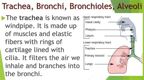 Respiratory System Grade 6pptx