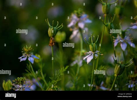 Nigella sativa alcaravea negra también conocida como comino negro