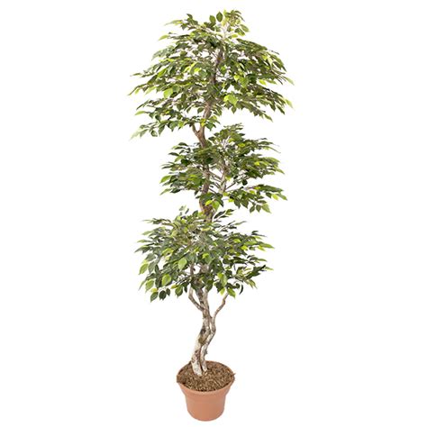 Arbre Artificiel Mini Ficus Pieds D Cors V Ronneau