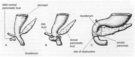 Gastrointestinal Radiology