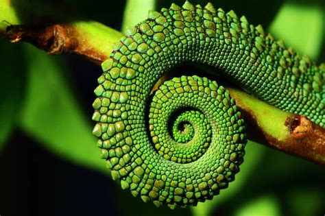 Spirals in Nature - Nature photo contest | Photocrowd photo ...