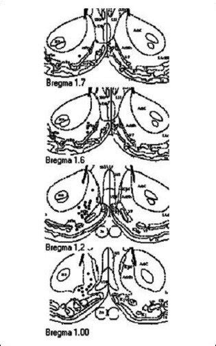 The Placements Of Probes Implanted In The Nucleus Accumbens Nac Of