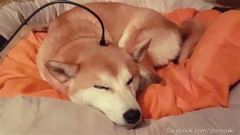 Charging Dog Overnight Youtube