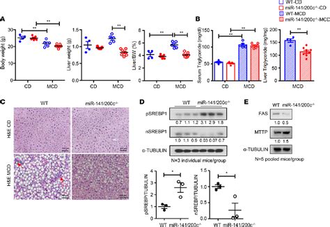 Loss Of MiR 141 200c Ameliorates Hepatic Steatosis And Inflammation By