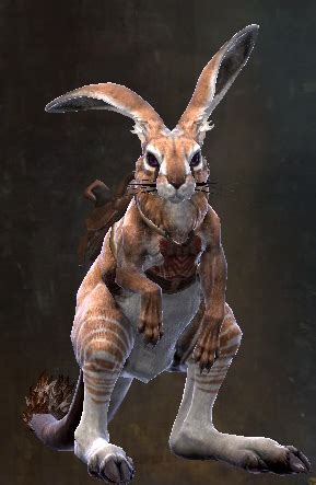 Maguuma Jackrabbit Guild Wars 2 Wiki GW2W