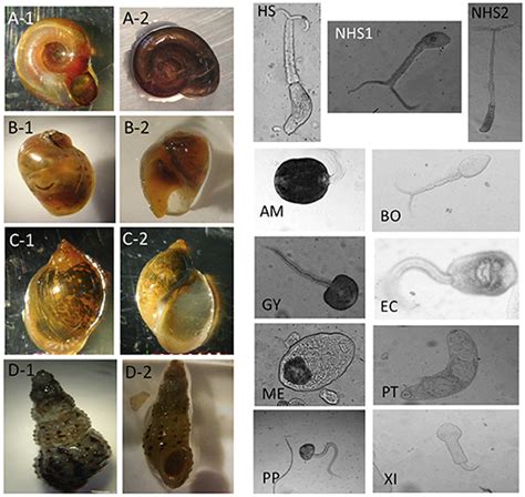 Freshwater Snail Schistosomiasis