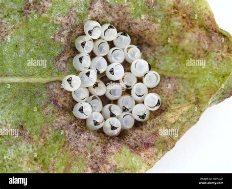 Hatched Insect Eggs Hi Res Stock Photography And Images Alamy