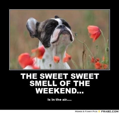 I Can Smell The Weekend Dogs Weekend Dogs Pinterest Do You