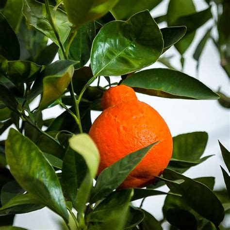 Minneola Tangelo Tree For Sale Online | The Tree Center