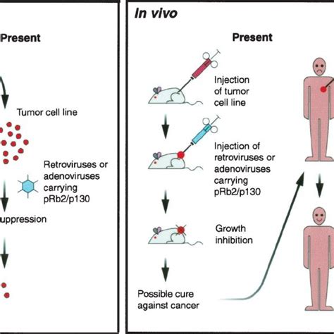 Schematic Representation Of The Involvement Of Tumor Suppressor Genes Download Scientific