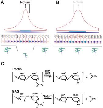 Hspg Modification By The Secreted Enzyme Notum Shapes The Wingless