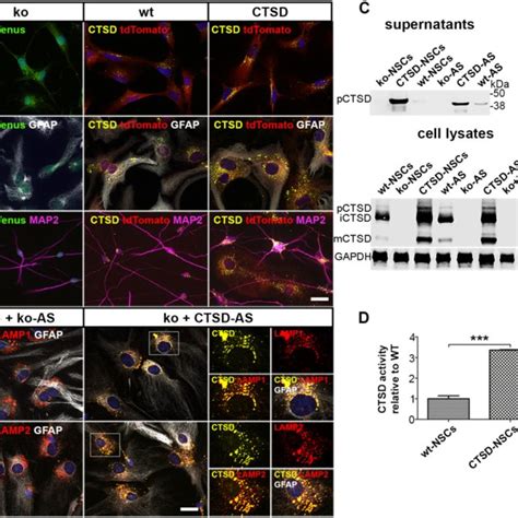 Expression And Enzymatic Activity Of CTSD In Undifferentiated And