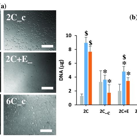 A Elastic Modulus And B Compressive Strength Of Hydrated Scaffolds Download Scientific