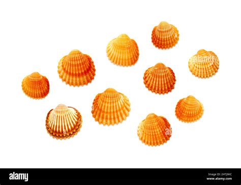 Small Shells Of Juvenile Common Cockle Cerastoderma Edule Isolated On