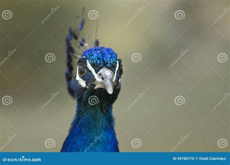 Peacock Face Stock Photo - Image: 59780770