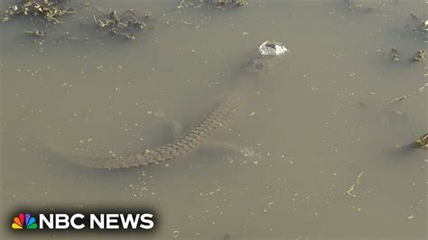 Snouts Out Submerged Alligators Adapt To Ice Covered Ponds YouTube