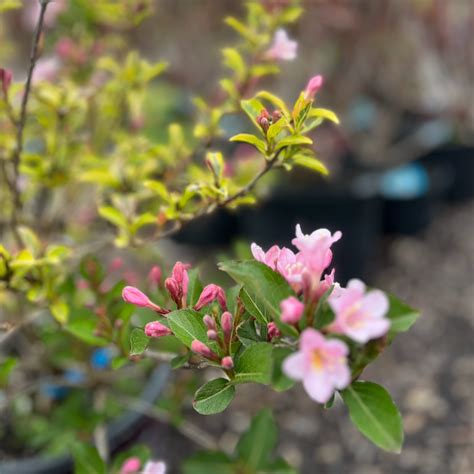 Rainbow Sensation Weigela Weigela Florida Mandy Spring Farm Nursery Inc