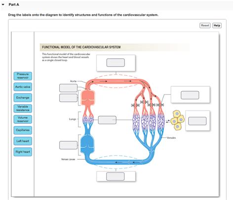 Drag The Labels Onto The Diagram To Identify The Structures