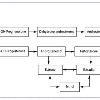 Diagram of the steroid hormone cascade. | Download Scientific Diagram