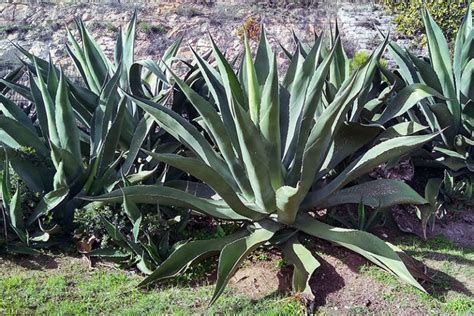 Is Agave a Cactus? No, but They Are Similar; Here's How