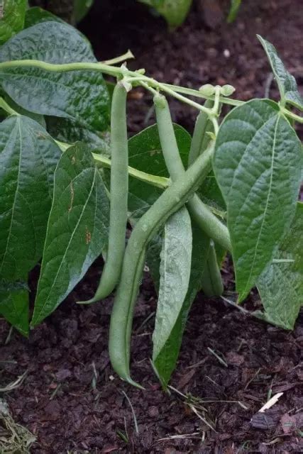 How & When to Harvest Green Beans - How to Know When Green Beans Are ...