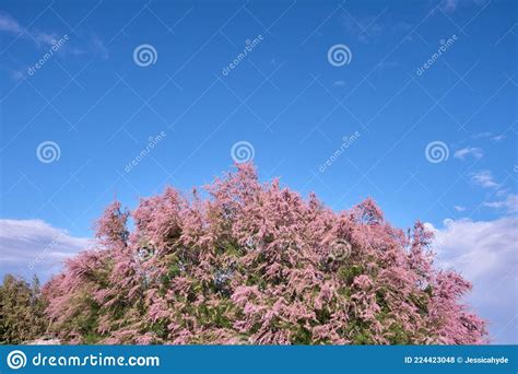 Tamarisk pink flowers stock photo. Image of chinese - 224423048