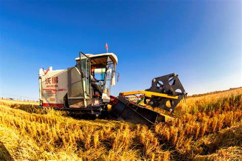 Bumper Autumn Harvest Heralds Record Output Cn