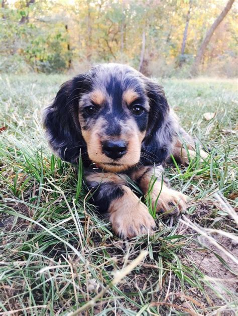 Dotson Puppy Cuteness Overload Dachshund Puppies Puppies Dog Pictures