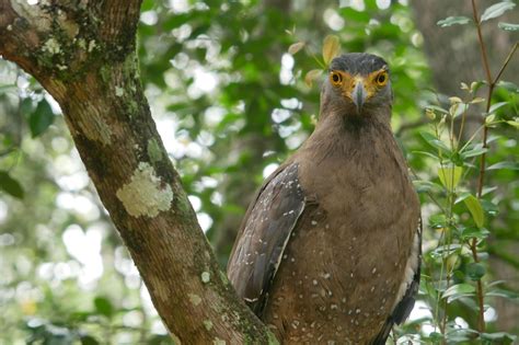 Wilpattu National Park Safari - Travel Tales Lanka