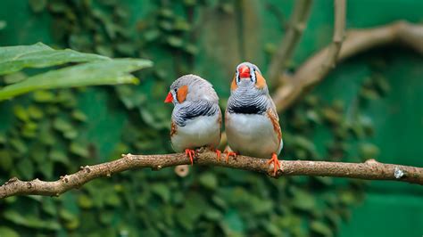 Aves Dom Sticas Saiba Quais S O As Esp Cies Permitidas Gazeta