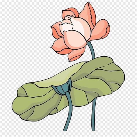 Nelumbo Nucifera Cartoon Lotus Comics Painted Png PNGEgg