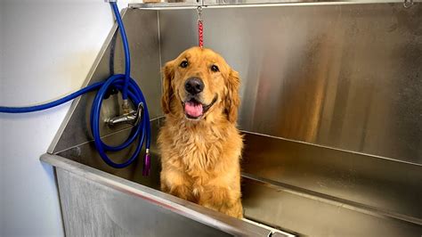 How To Groom A Golden Retriever