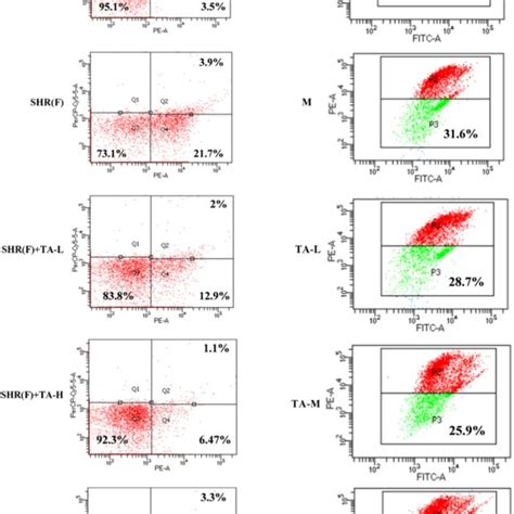 Taxifolin Inhibits Renal Cell Apoptosis In Ms Rats Rats And Cells Were