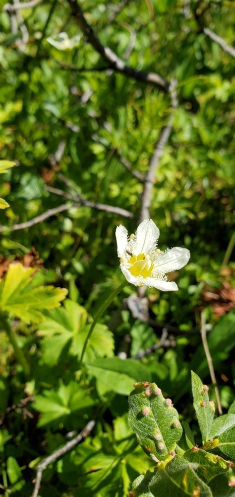 Fringed Grass Of Parnassus From Okanogan County Us Wa Us On August