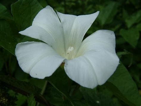 Calystegia Sepium Forma Schizoflora Hedge Bindweed Convolvulaceae