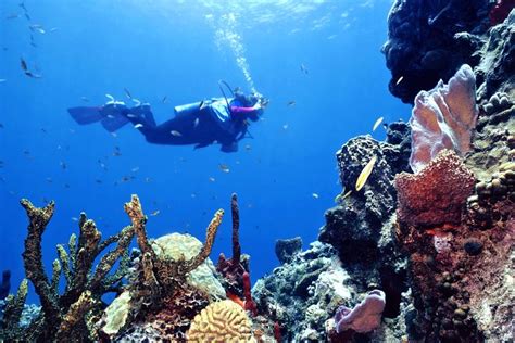 San Pedro Night Diving Ambergris Caye Belize