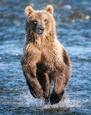 Kodiak Brown Bear Viewpoint Photographic Art Center