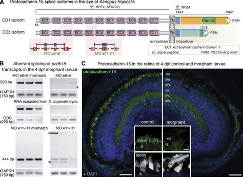 Antisense Morpholino Mo Oligonucleotides Block Pcdh15 Expression In