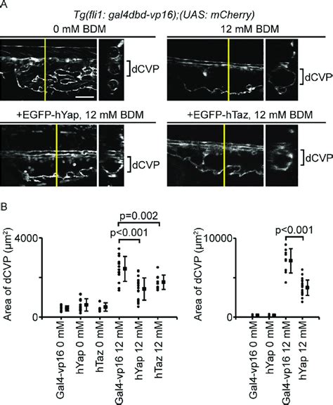 Yap Taz Transcriptional Activity Controls Vascular Shrinking During