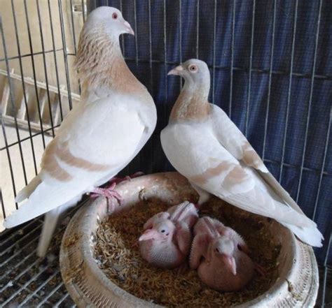 Pairing Racing Pigeons For Breeding Winning Pigeon Racing And Racing