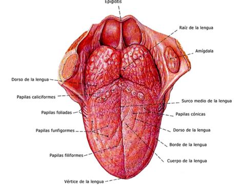 ¿cuáles Son Las Funciones De La Lengua Como Funciona Que Anatomía De La Lengua Músculos De