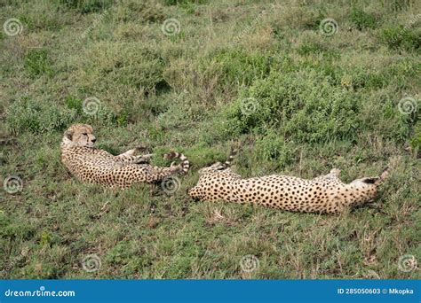 Two Cheetahs Lay In The Grass Relaxing In The Serengeti National Park