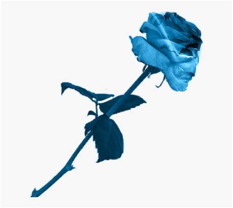 Blue Roses Aesthetic - img-klutz