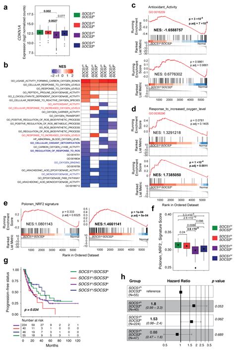 Cancers Free Full Text Socs Deficiency Promotes Hepatocellular