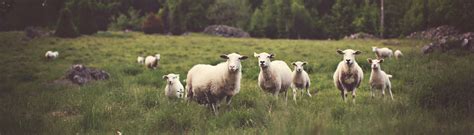 Sheep Breeds Duval County University Of Florida Institute Of Food